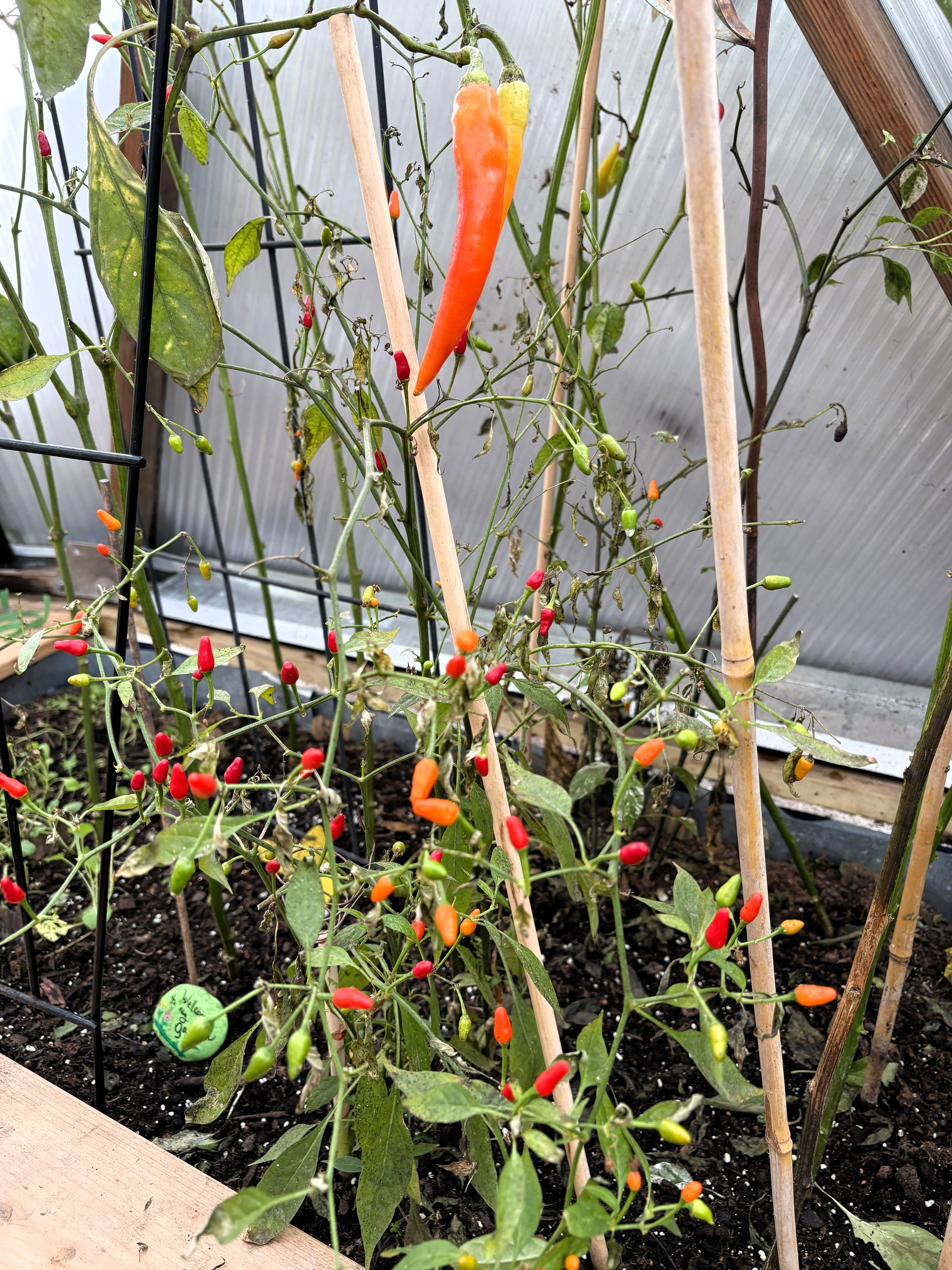 Red and orange peppers ripening inside a Growing Dome in Northern Michigan