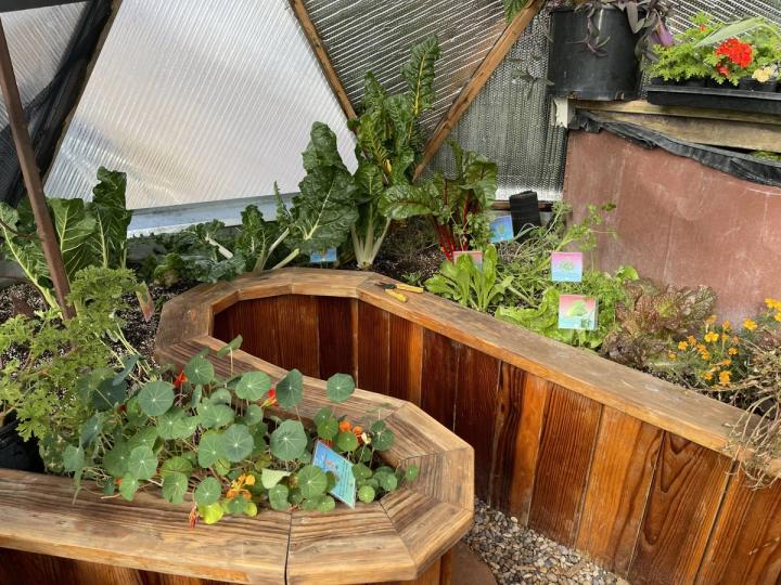 Winter Green & Herbs