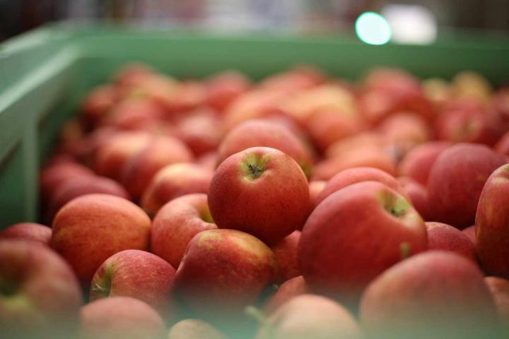 apples need to be wrapped or stored in cold storage separately from other fruit and vegetables because they give off ethylene gas