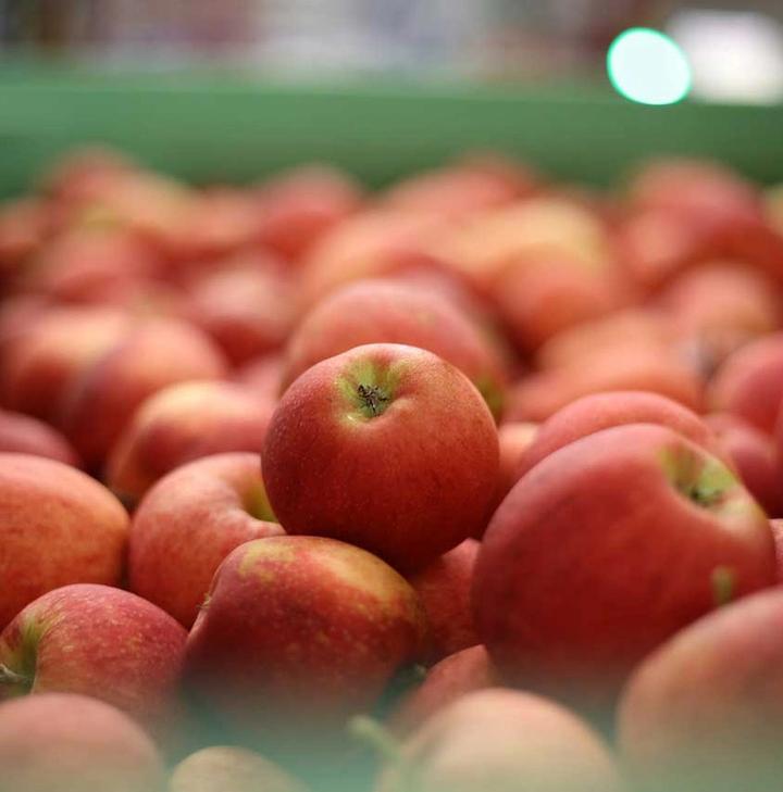 apples need to be wrapped or stored in cold storage separately from other fruit and vegetables because they give off ethylene gas