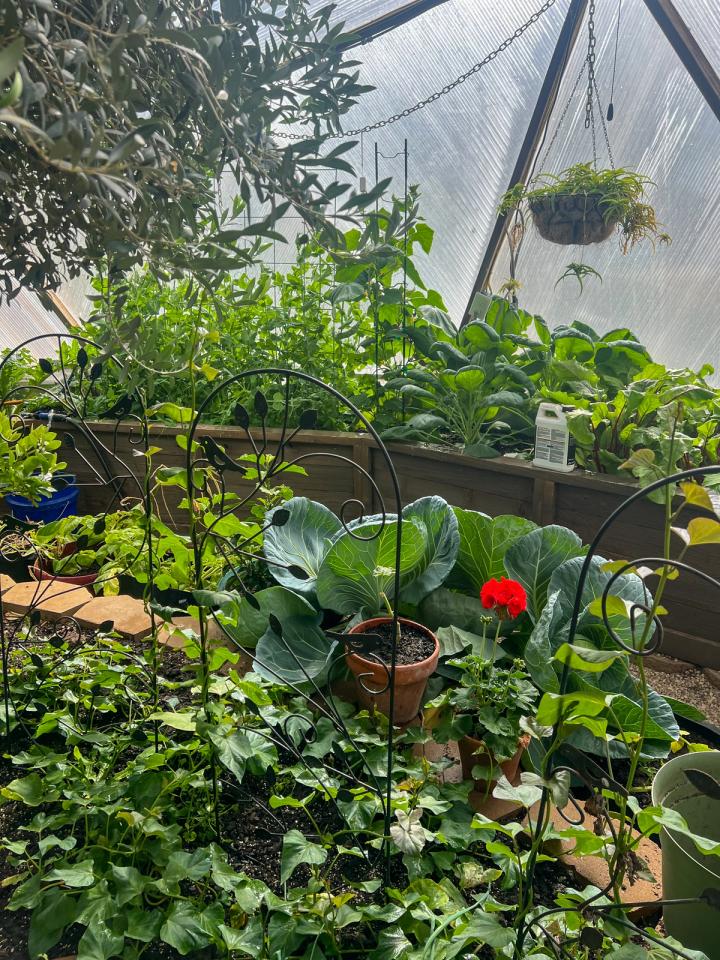 Sweet potato vines, cabbage, swiss chard, cucumbers, and peas growing in a Texas greenhouse