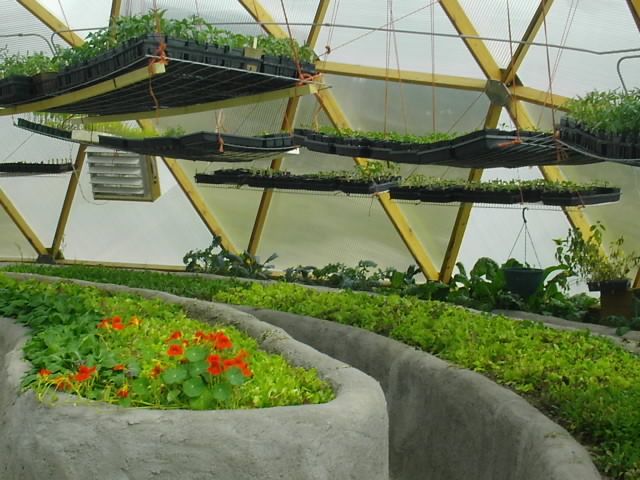 Seed trays full of starts suspended from the structure of a growing dome greenhouse
