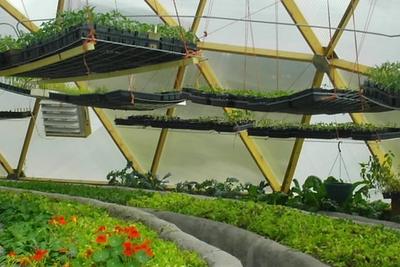 Seed trays full of starts suspended from the structure of a growing dome greenhouse