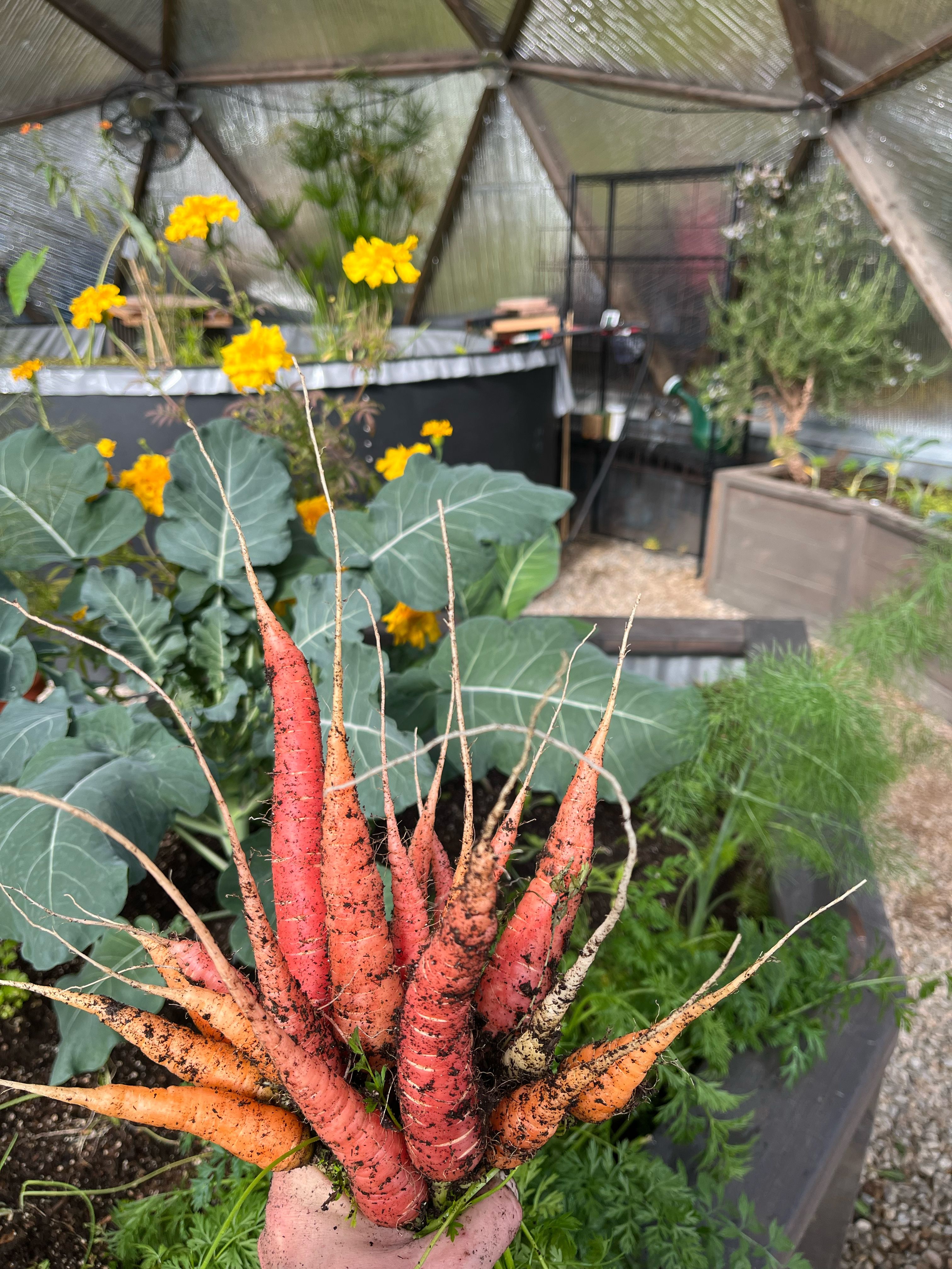 freshly harvested carrots held over the central bed in a geodesic dome greenhouse lined with reflectix with the above-ground pond in the background