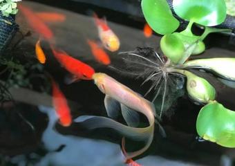 Fish Kissing