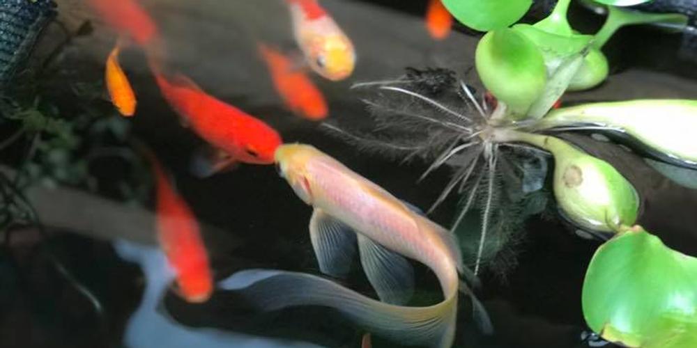 Fish Kissing