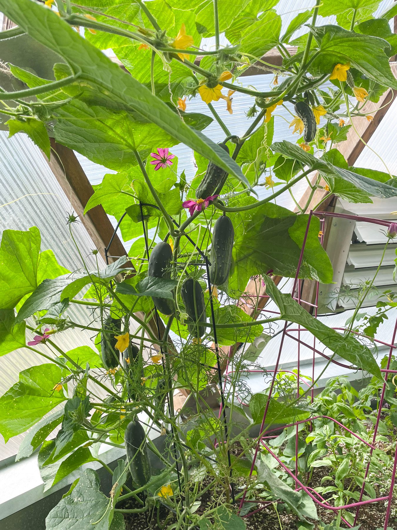 cucumber vine growing in a geodesic greenhouse