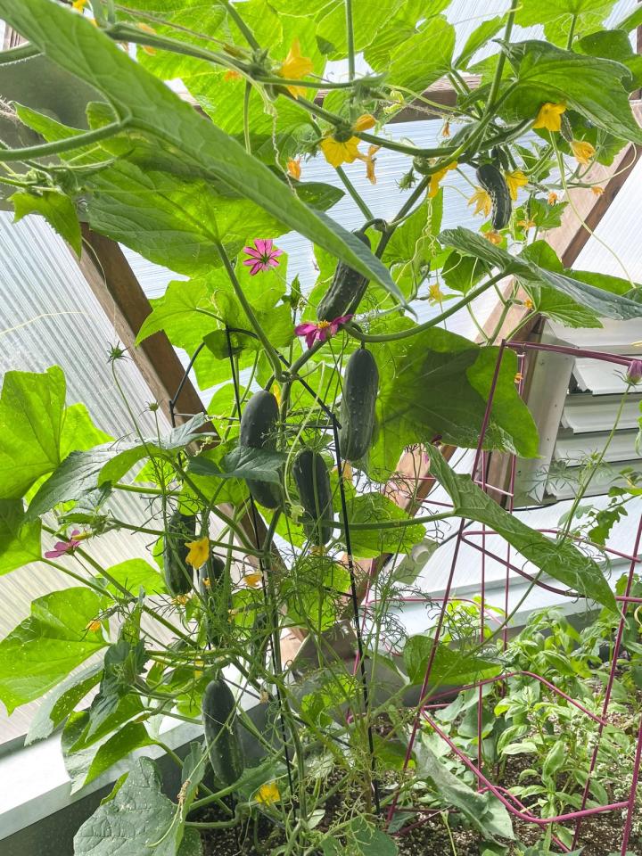 cucumber vine growing in a geodesic greenhouse