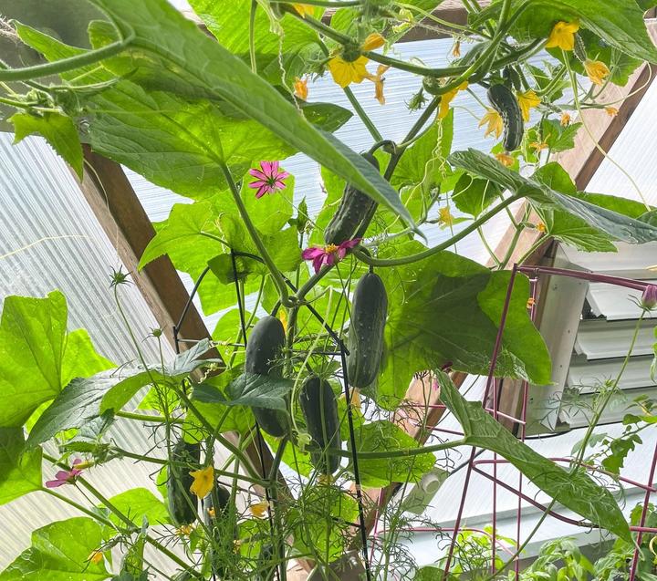 cucumber vine growing in a geodesic greenhouse