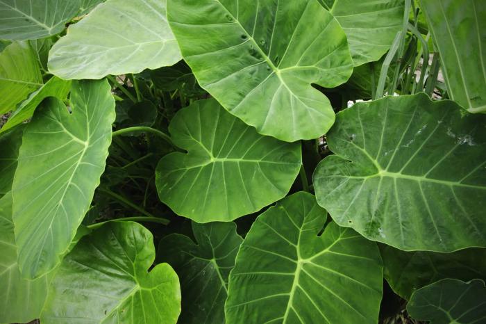 Large taro leaves with light green veins