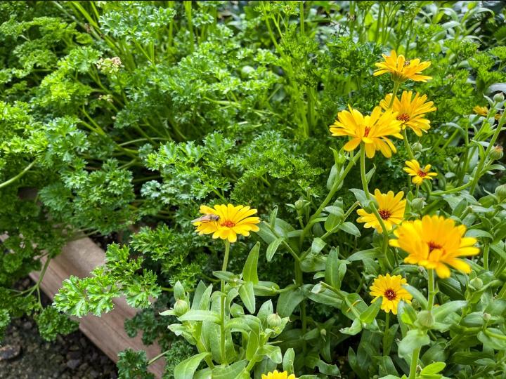 Bee collecting pollen from calendula flowers in a greenhouse