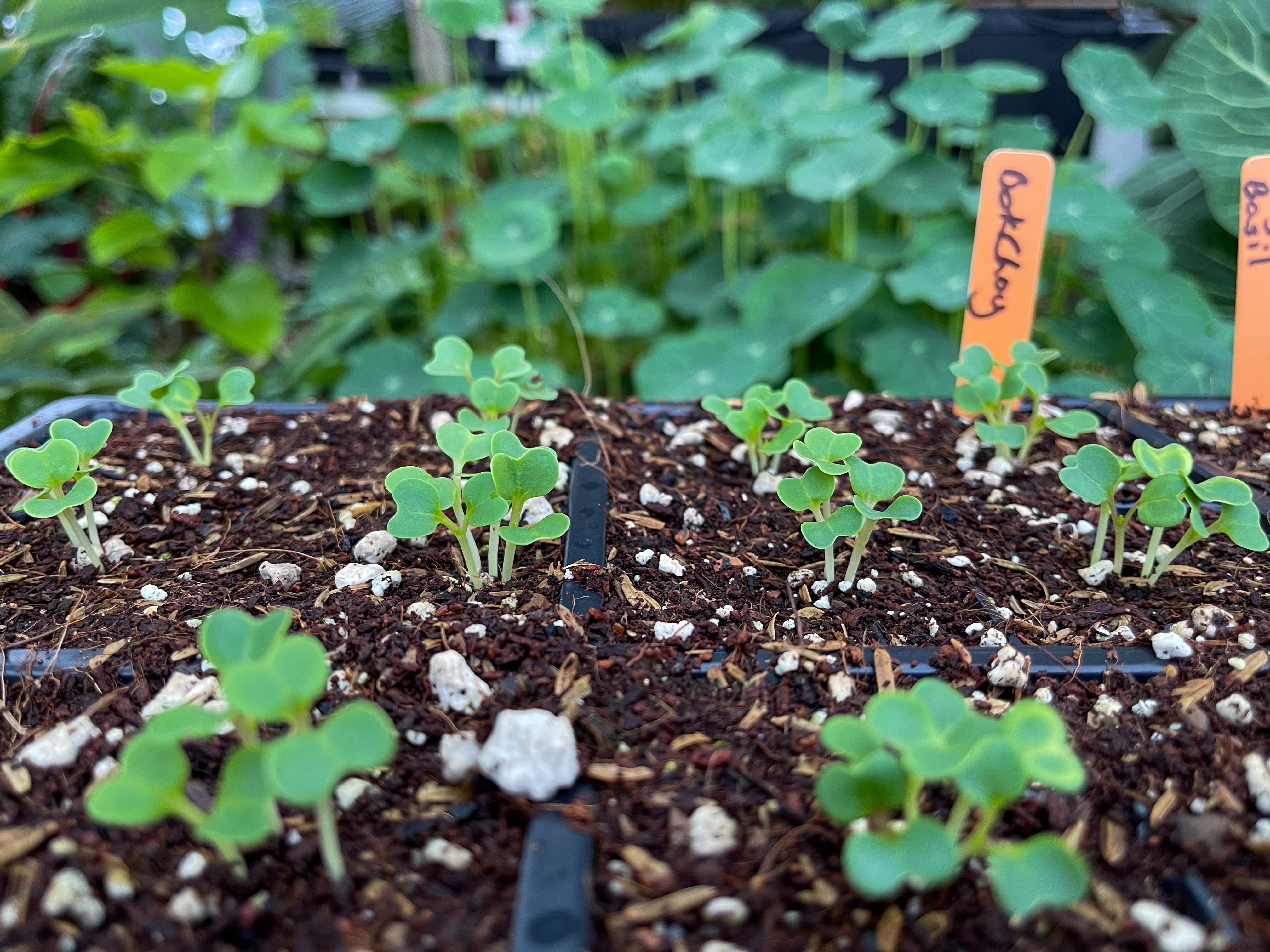 small bok choy starts in seed trays