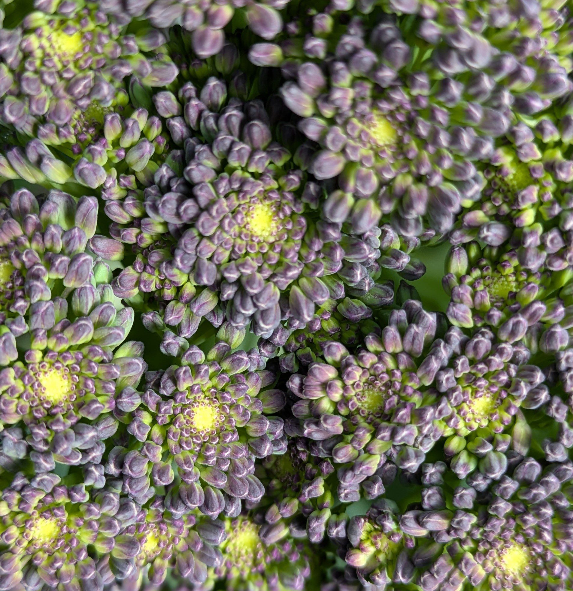 broccoli
