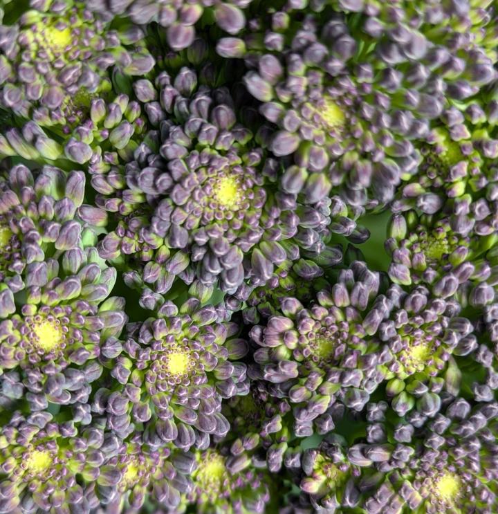 broccoli