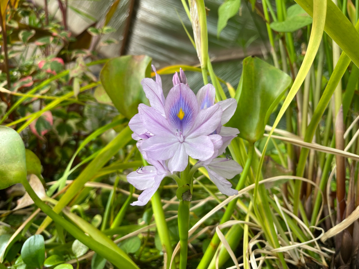 Purple water hyacinth flower surrounded by other pond plants