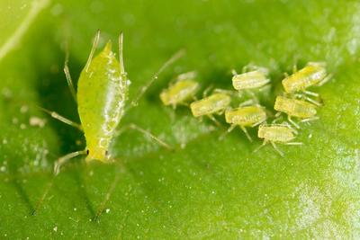Aphids image