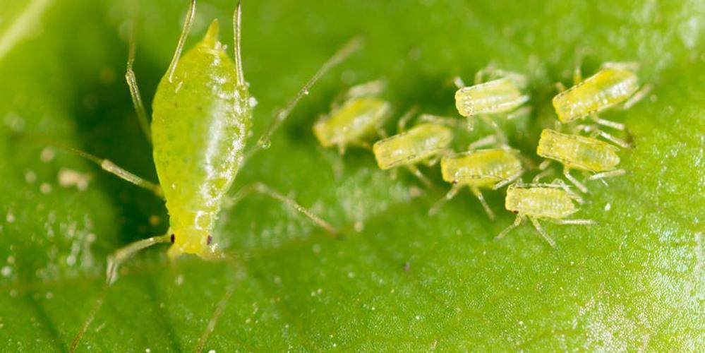 small aphid on a green leaf in the open air