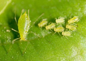 small aphid on a green leaf in the open air