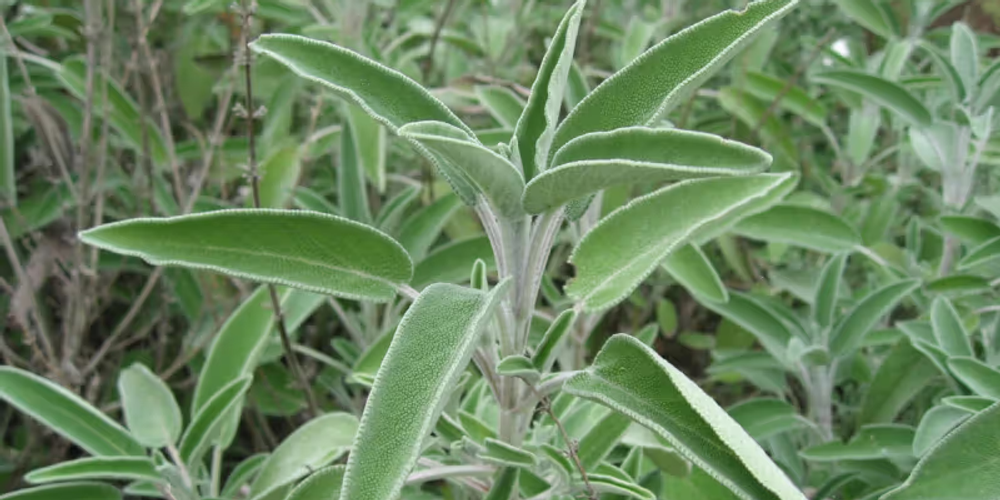 How to Boost Your Immunity with these 5 Garden Herbs for Flu and Cold Season image
