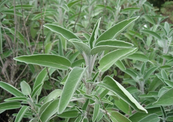 How to Boost Your Immunity with these 5 Garden Herbs for Flu and Cold Season image