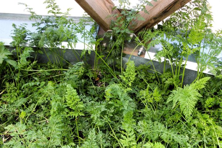carrot greens growing in a raised garden bed inside of a greenhouse
