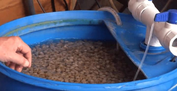 Filtering bacteria