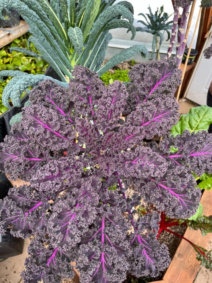 purple kale and dinosaur kale
