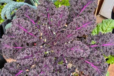 Brassica image