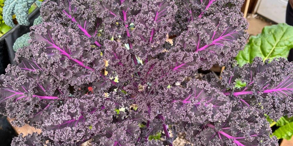 Kale Plants