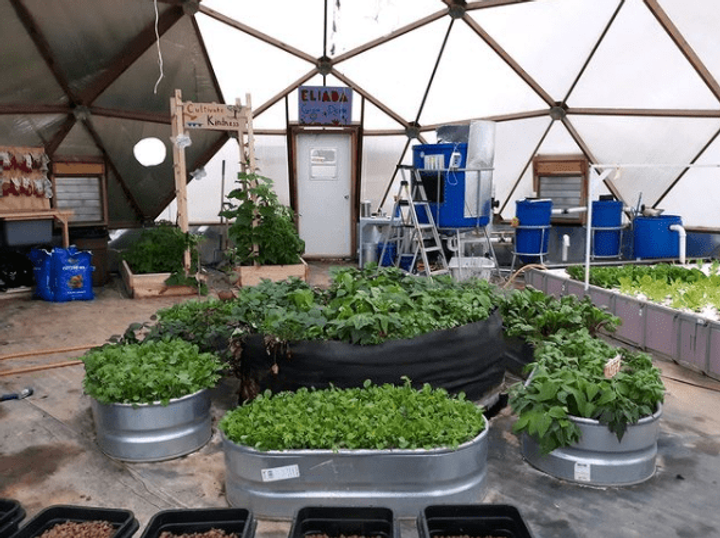 plants growing in greenhouse planters