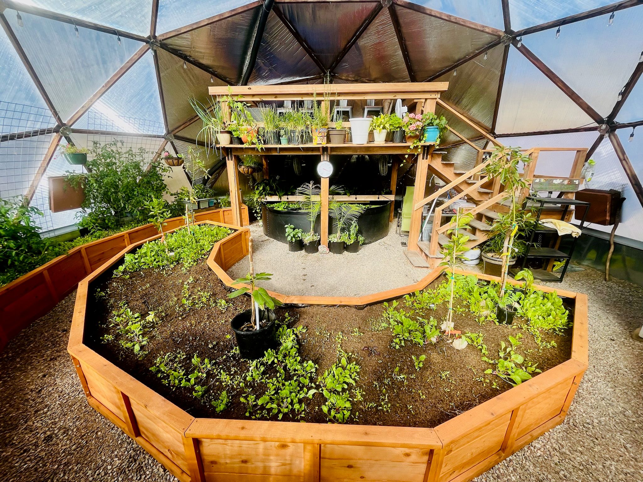 inside a growing dome greenhouse with raised garden beds and a deck built over the pond
