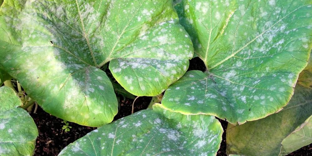 Powdery Mildew and Fungal Infections image