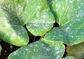 Powdery Mildew and Fungal Infections