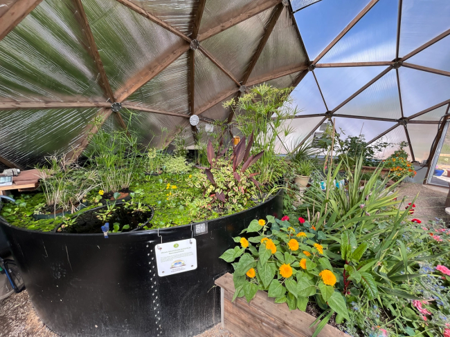 large metal round above ground pond painted black with pond plants floating on top and a garden bed next to it with bright yellow flowers