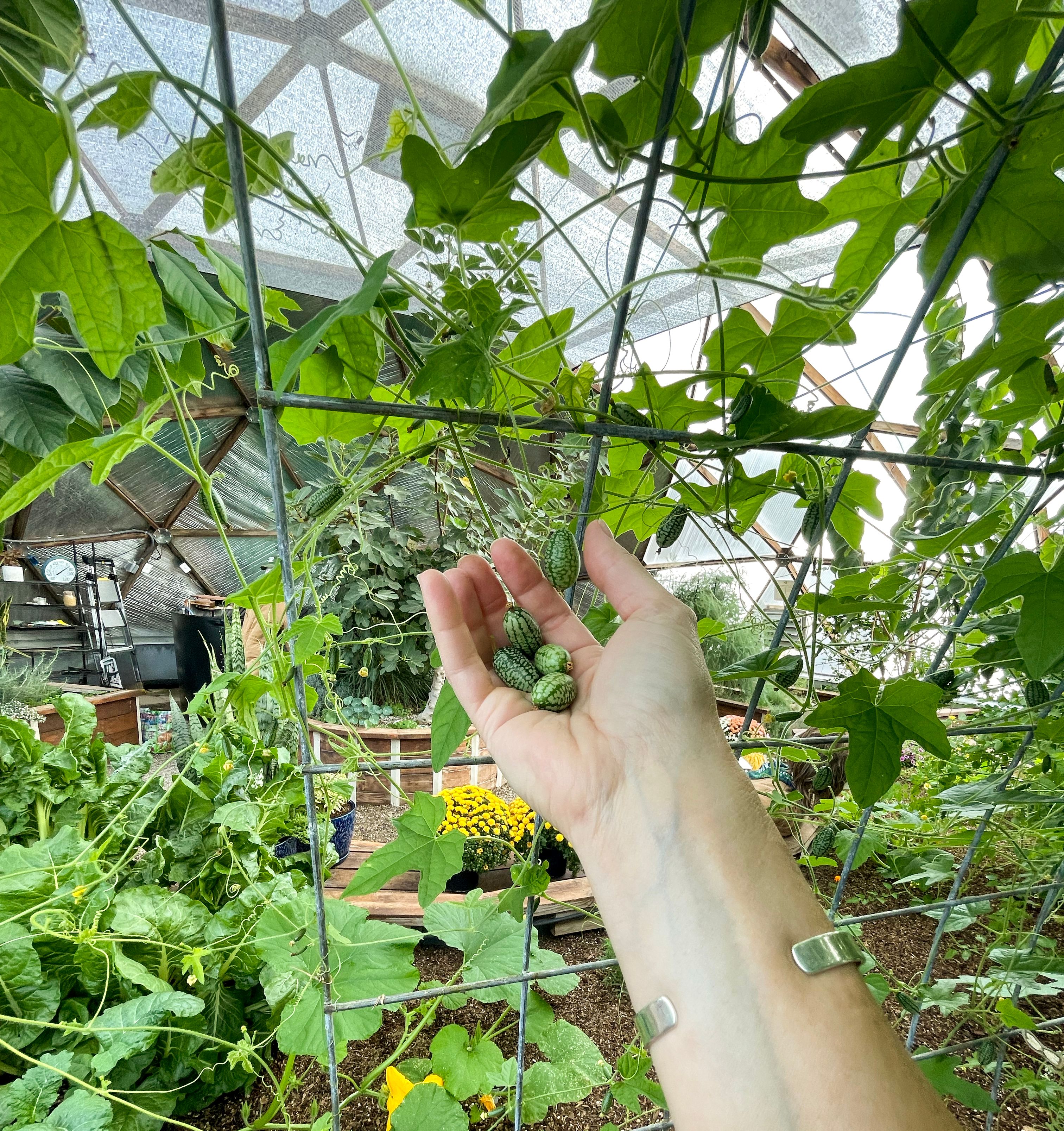 harvesting mexican gherkins