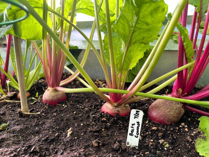 beets in a dome greenhouse