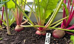 beets IMG_9068