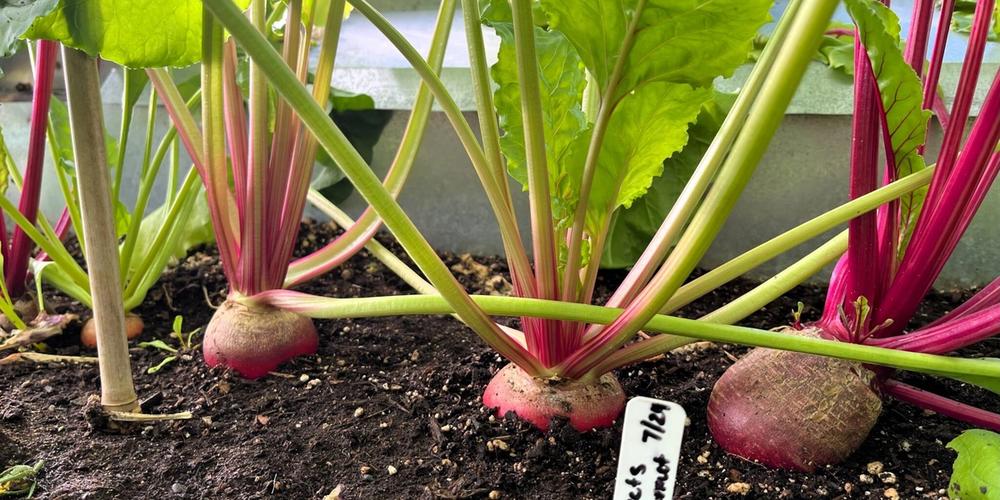 beets IMG_9068