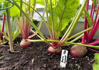 beets IMG_9068