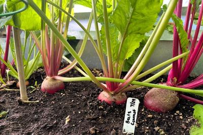 Beet image