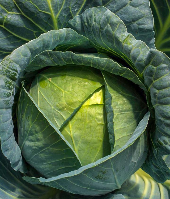 cabbage head