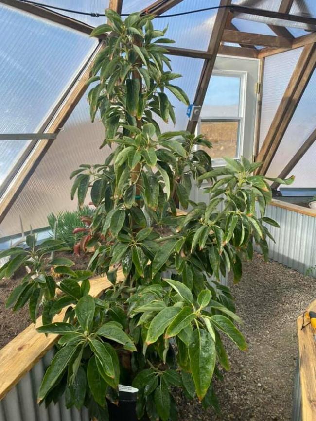 Dwarf Bacon Avocado tree ready to plant