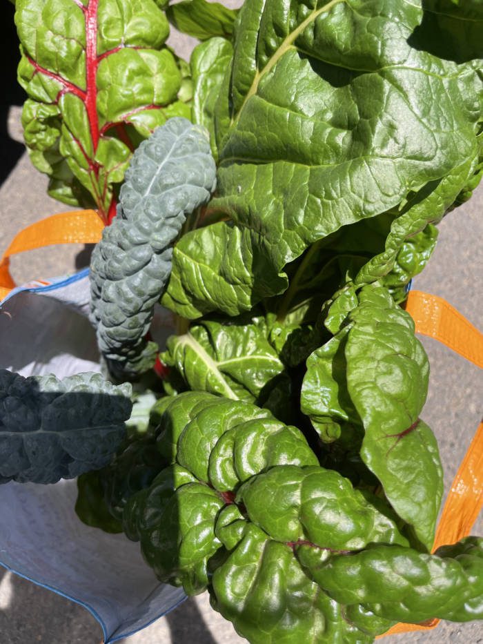 bundle of swiss chard and kale