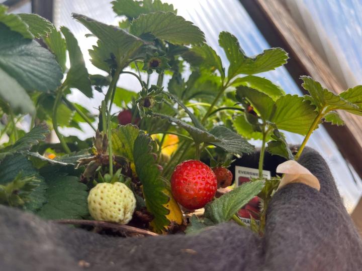 Strawberries in a fabric pot growing in a 26' Growing Dome
