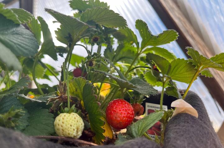 strawberries growing in a greenhouse