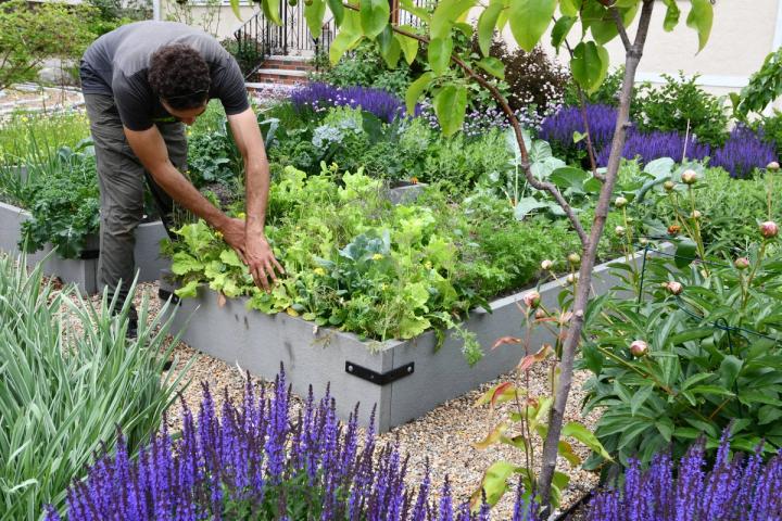 Bluestone raised beds surrounded by flowers, fruit trees, and berries in a front yard garden