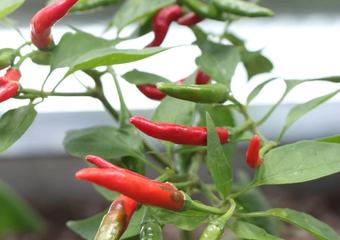 thai hot pepper IMG_8039