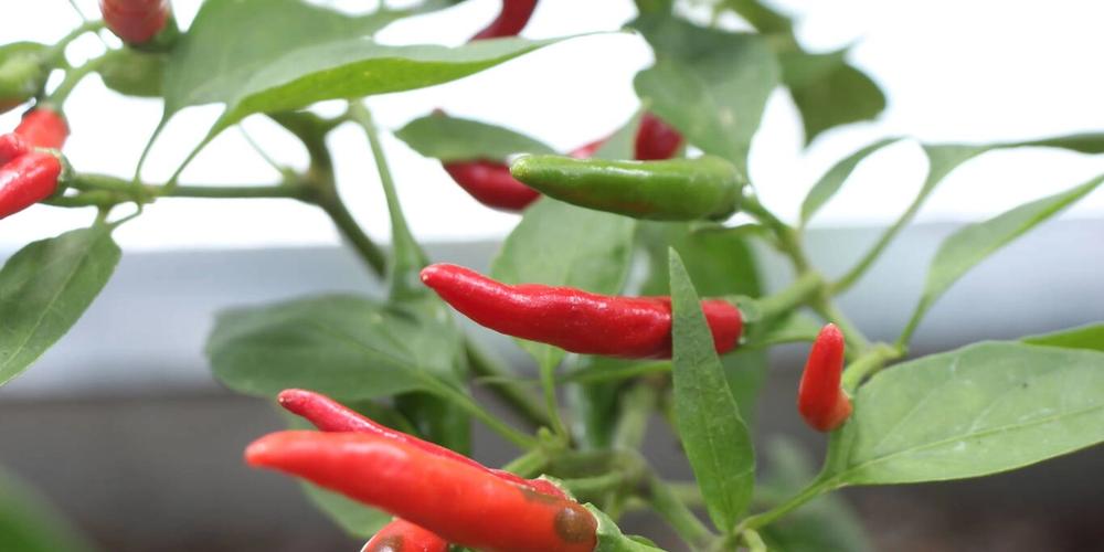 thai hot pepper IMG_8039
