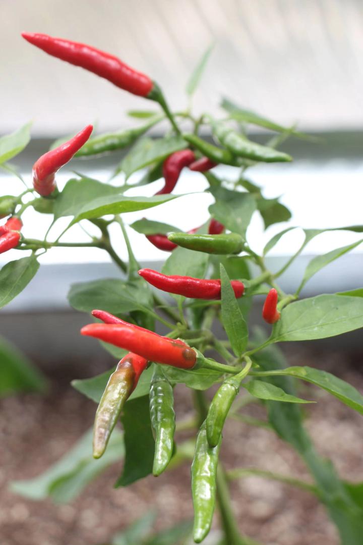 thai hot peppers starting to turn red on the plant