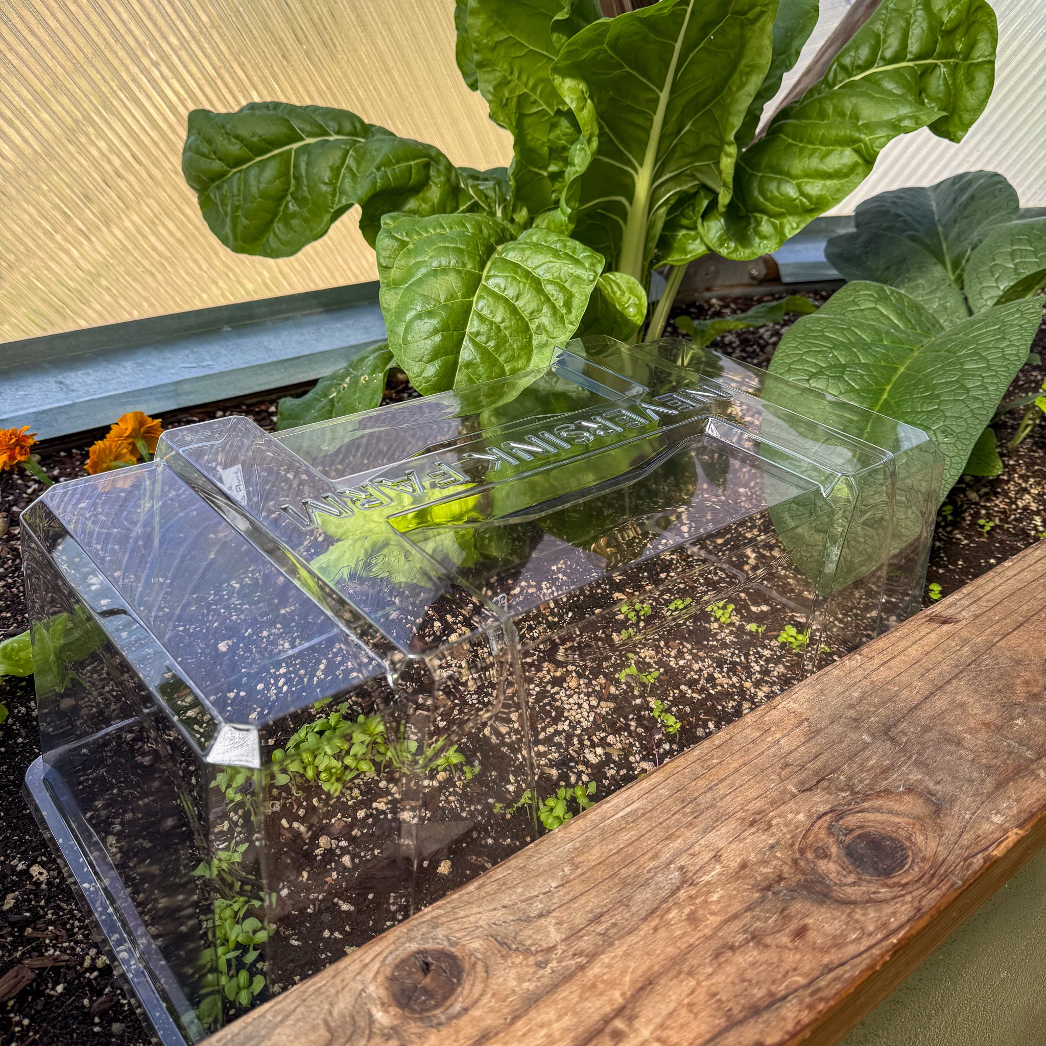 small basil seedlings covered with a clear cloche large established chard plant in background